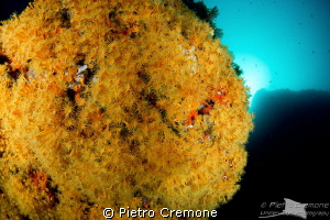 Planet Parazoanthus by Pietro Cremone 